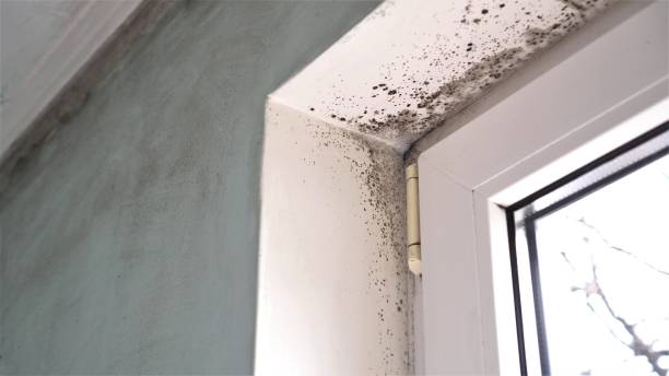 Trusted South Jordan, UT Mold Removal Experts