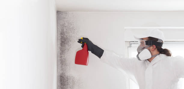 Best Mold Removal Process  in Soh Jordan, UT