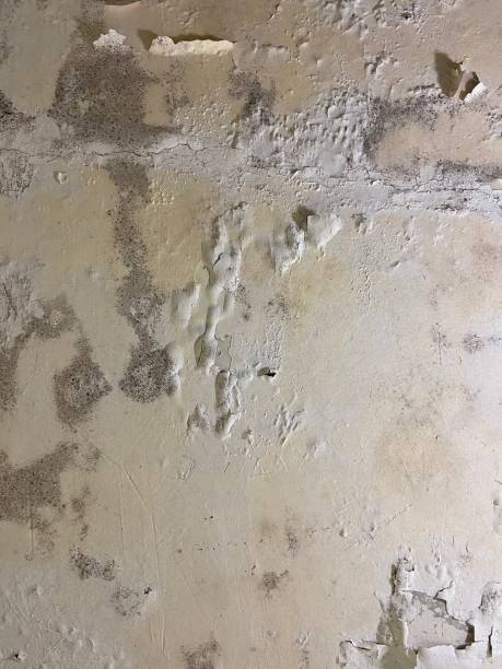 Best Crawl Space Mold Removal  in Soh Jordan, UT
