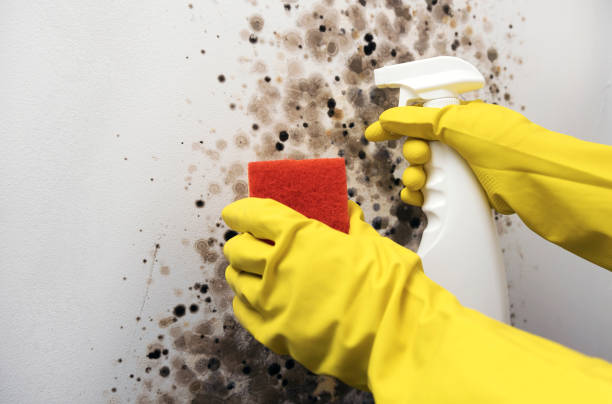 Mold Removal Process in South Jordan, UT