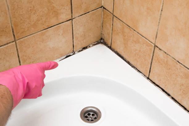 Home Mold Removal in South Jordan, UT