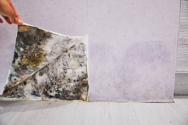 Best Mold Removal Company Near Me  in Soh Jordan, UT